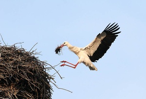 Landeanflug