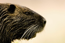 Nutria [KD]