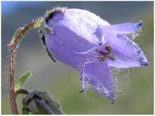 Bärtige Glockenblume (ND)