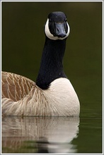 Kanadagans (Branta canadensis)