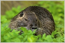 Nutria (Myocastor coypus)