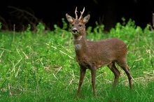 Wildlife - Sechserbock auf Lichtung - ND