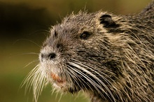 Nutria [KD]
