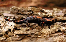 Feuersalamander