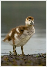 Nilgans (Alopochen aegyptiacus), Jungtier