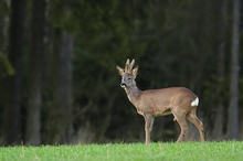 2-3 jähr. Rehbock (Capreolus capreolus)