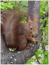 Eichhörnchen (ND)