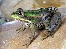 Wasserfrosch