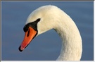 Höckerschwan KD
