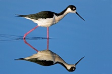 Black necked stilt ND