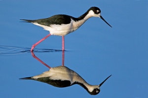 Black necked stilt ND