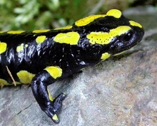 Feuersalamander