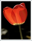 Noch eine Blume...