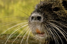 Nutria [KD]