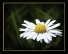 Ein Gänseblümchen EBV