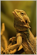 Bartagame (Pogona vitticeps), Terrazoo Rheinberg