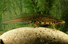 Triturus vulgaris Teichmolch Männchen.