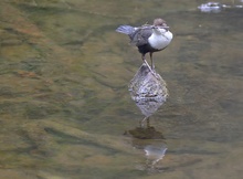 Wasseramsel