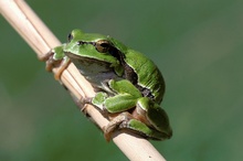 Laubfrosch ND