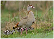 Nilgans (Alopochen aegyptiacus)