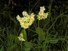 Schlüsselblume