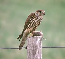 Merlin mit Erdmaus