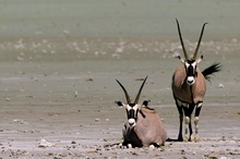 Oryxantilopen