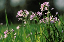 Wiesenschaumkraut ND