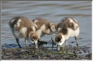 Nilgänse