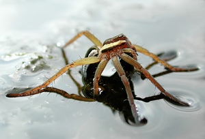 Gerandete Jagdspinne (Dolomedes fimbriatus)