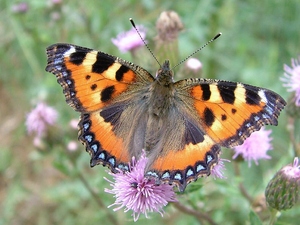 Schmetterling