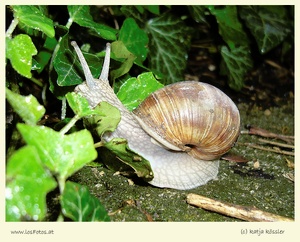 Weinbergschnecke