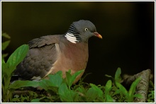 Ringeltaube (Columbia palumbus)