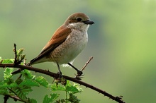 Neuntöter - weibchen   -   ND