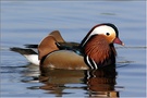 Mandarinente