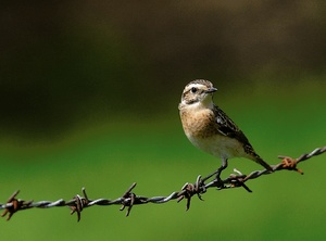 Braunkehlchen - Weibchen  -  ND