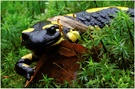 Feuersalamander ND