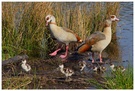 Nilgans ND