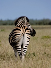 Gras in der Etosha, ND