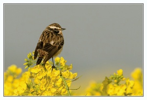 Braunkehlchen ND