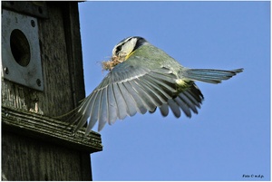 " Blaumaise im Anflug "