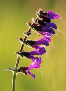 Wiesensalbei...