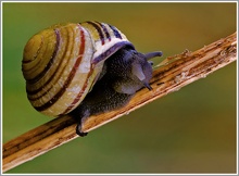 Garten-Bänderschnecke (Cepaea hortensis)