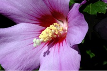 Hibiskusblüte
