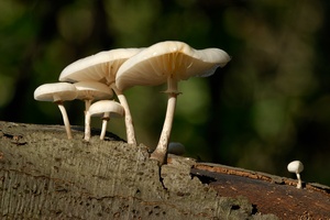 Familie Buchenschleimrübling