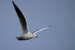 Möwe im Flug