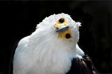 Schreiseeadler