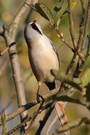 Panurus biarmicus