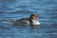 Gänsesäger