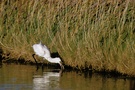 juveniler Löffler bei der Nahrungssuche